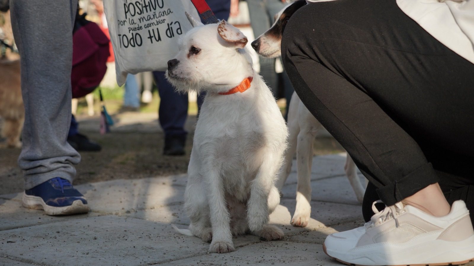1.600 ESTERILIZACIONES PARA PERROS Y GATOS: MUNICIPIO TRANSFORMADOR REALIZA OPERATIVO MASIVO EN TODA VILLA ALEMANA