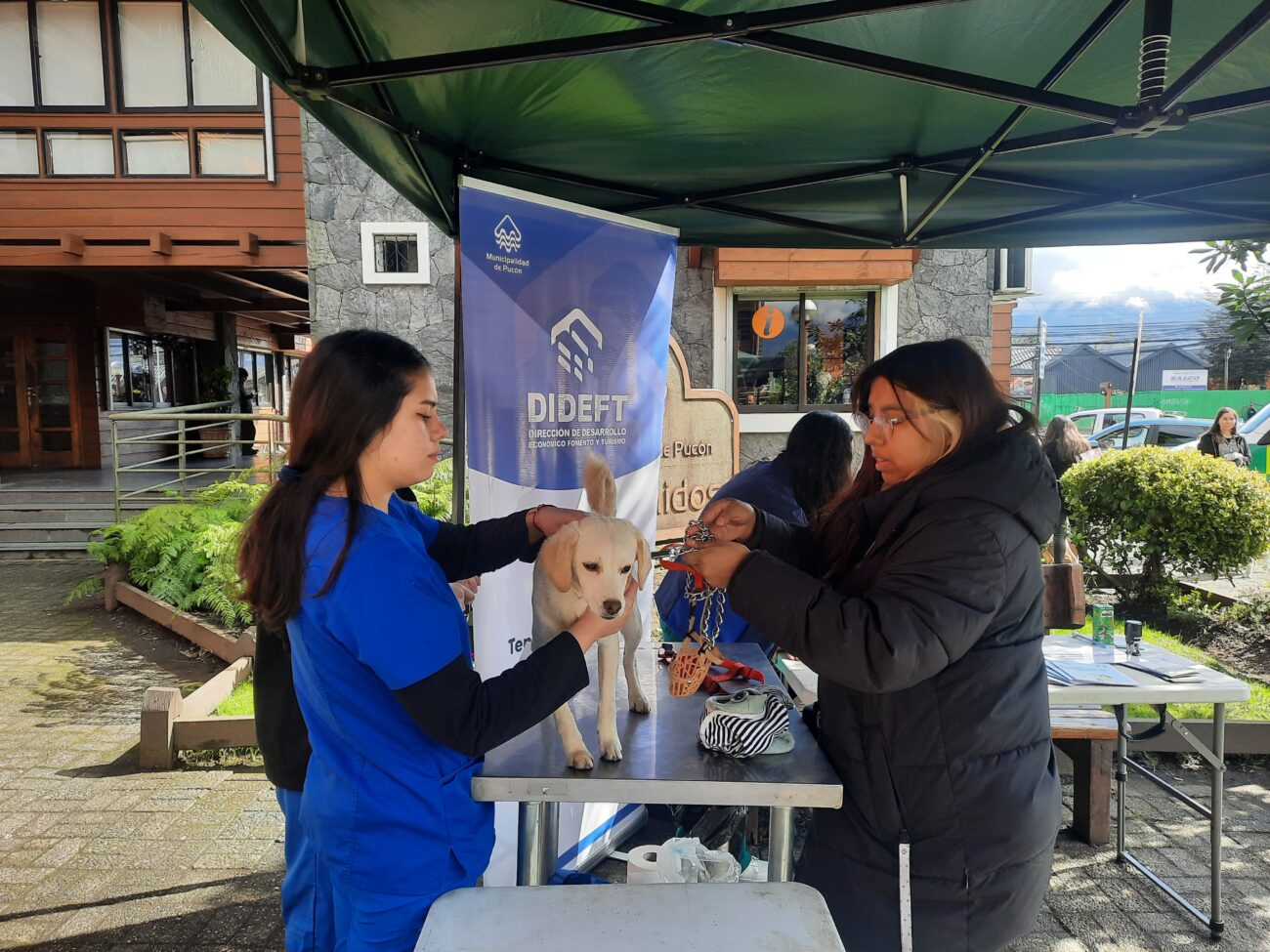 EN EL DÍA MUNDIAL CONTRA LA RABIA MUNICIPIO DE PUCÓN REALIZÓ OPERATIVO GRATUITO DE MASCOTAS – Website de la Municipalidad de Pucón
