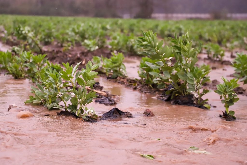 GOBIERNO DECRETÓ ESTADO DE EMERGENCIA AGRÍCOLA PARA PUCÓN – Website de la Municipalidad de Pucón