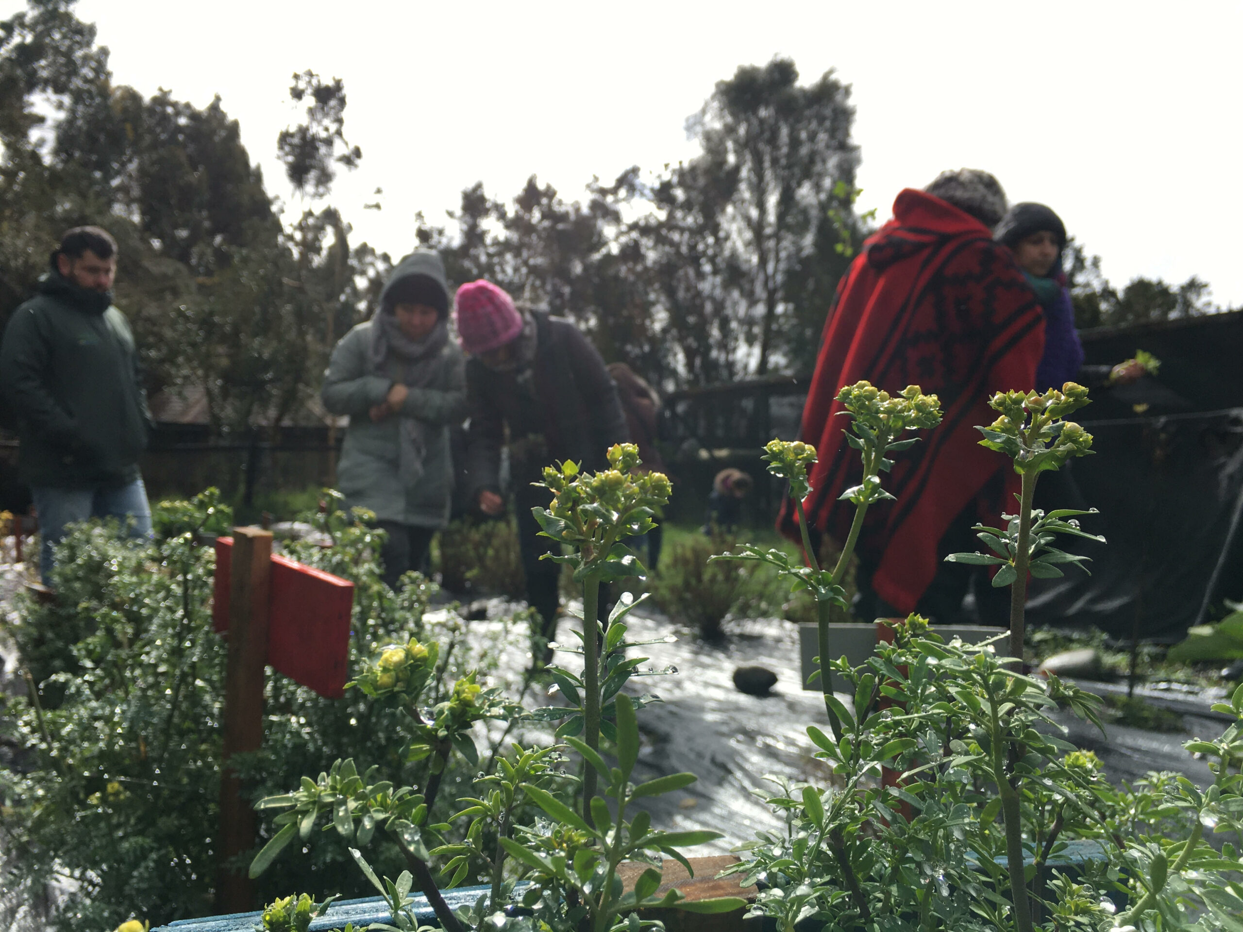 Participantes del Ciclo de talleres Comunitarios de Autocuidado visitaron el Parque Municipal de Castro