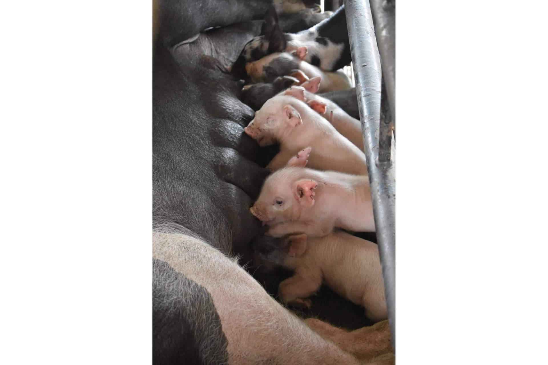 ¿Por qué las etapas de alimento para cerdos determinan la rentabilidad del negocio?