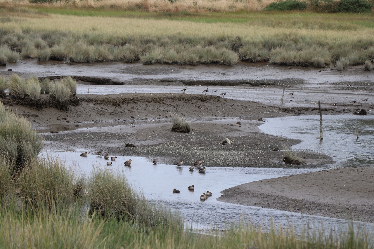 Castro Municipio activó protocolo de fiscalización en el Santuario de la naturaleza humedal costero de Putemún