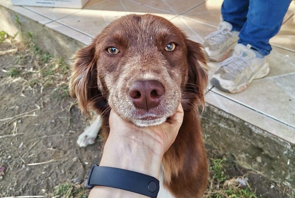 EN CABURGUA REALIZARON EXITOSO OPERATIVO PREVENTIVO DE TENENCIA RESPONSABLE DE MASCOTAS – Website de la Municipalidad de Pucón