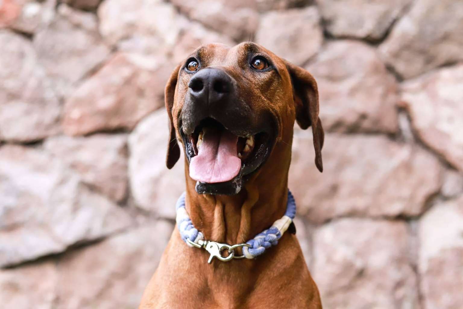 Cinco años de crecimiento para Animal Republic, la marca chilena de referencia en accesorios para perros